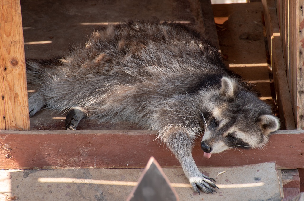 Humane Raccoon Removal | Critter Control Canada