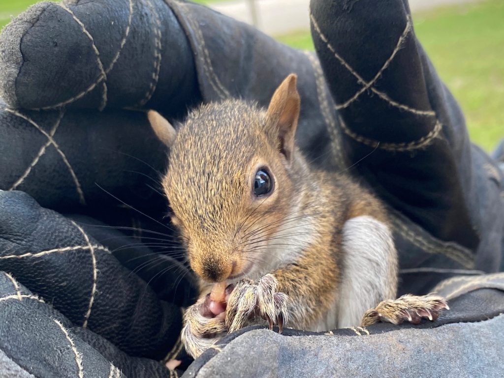 Edmonton Wildlife Removal - Critter Control Canada