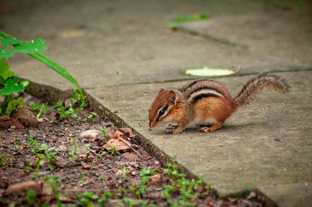 How to Trap a Chipmunk