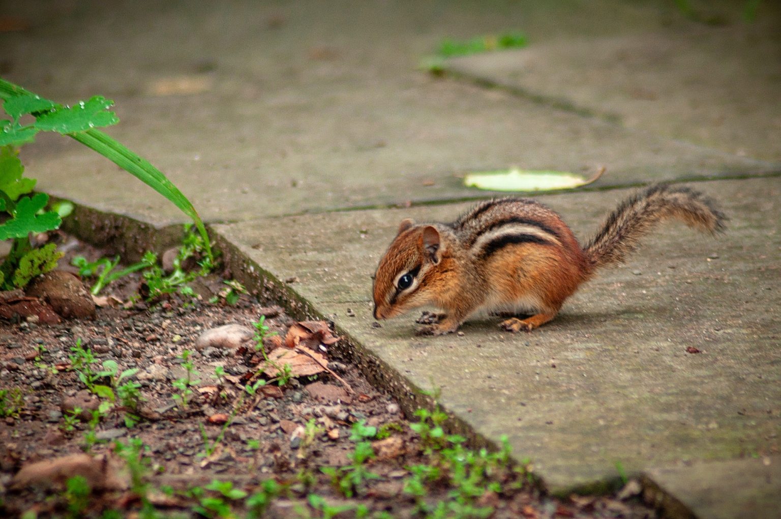 Chipmunk Removal Services | Critter Control Canada