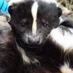 longleat, skunk, rescued-1703718.jpg