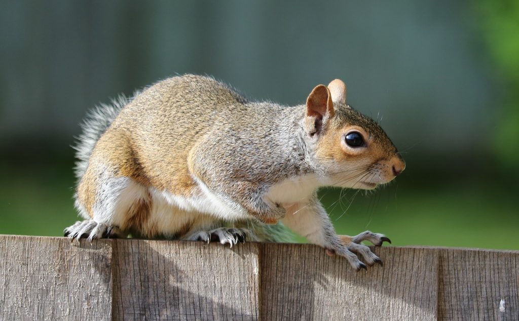 squirrel, grey, brown-1401509.jpg