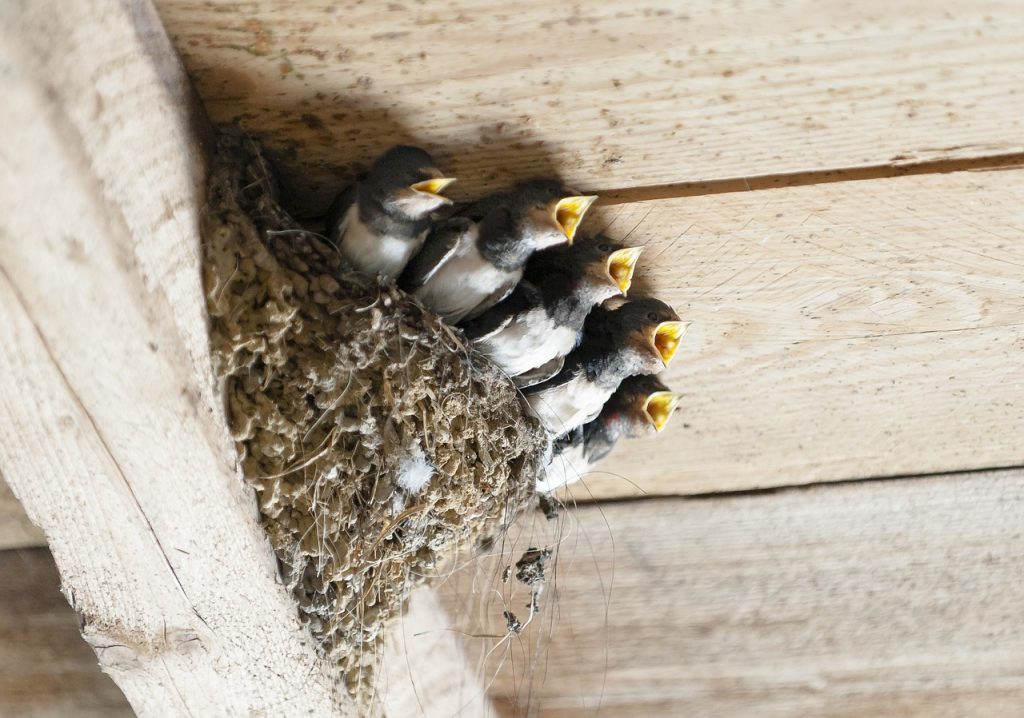 swallows, bird nest, animal-1367214.jpg