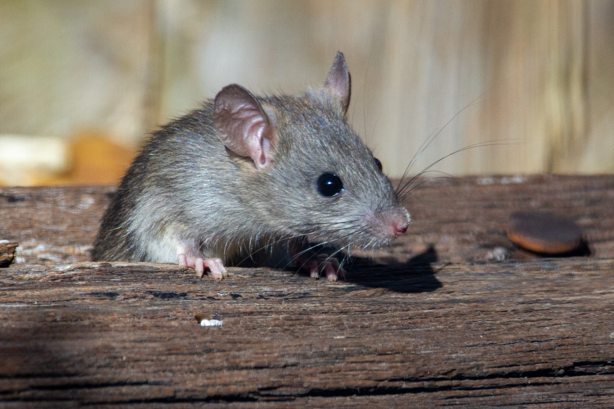 Where Do Mice Hide during the Day? | Critter Control Canada