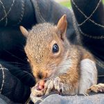 Squirrel eating