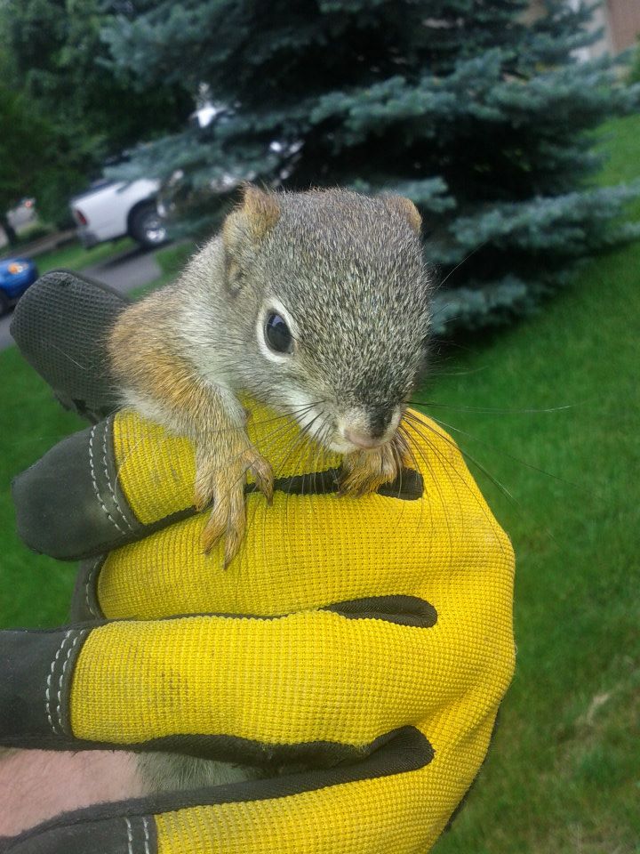 Baby red squirrel