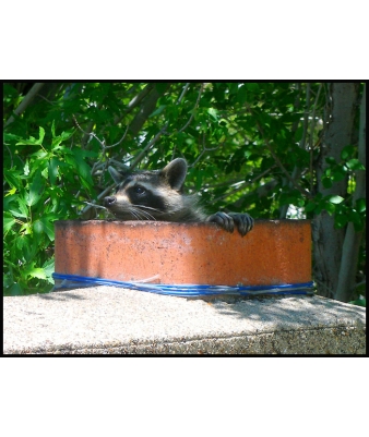 raccoon in chimney
