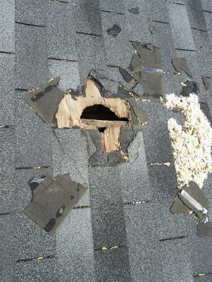 damaged shingles raccoon entry point through roof