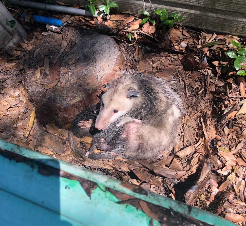 opossums in garbage