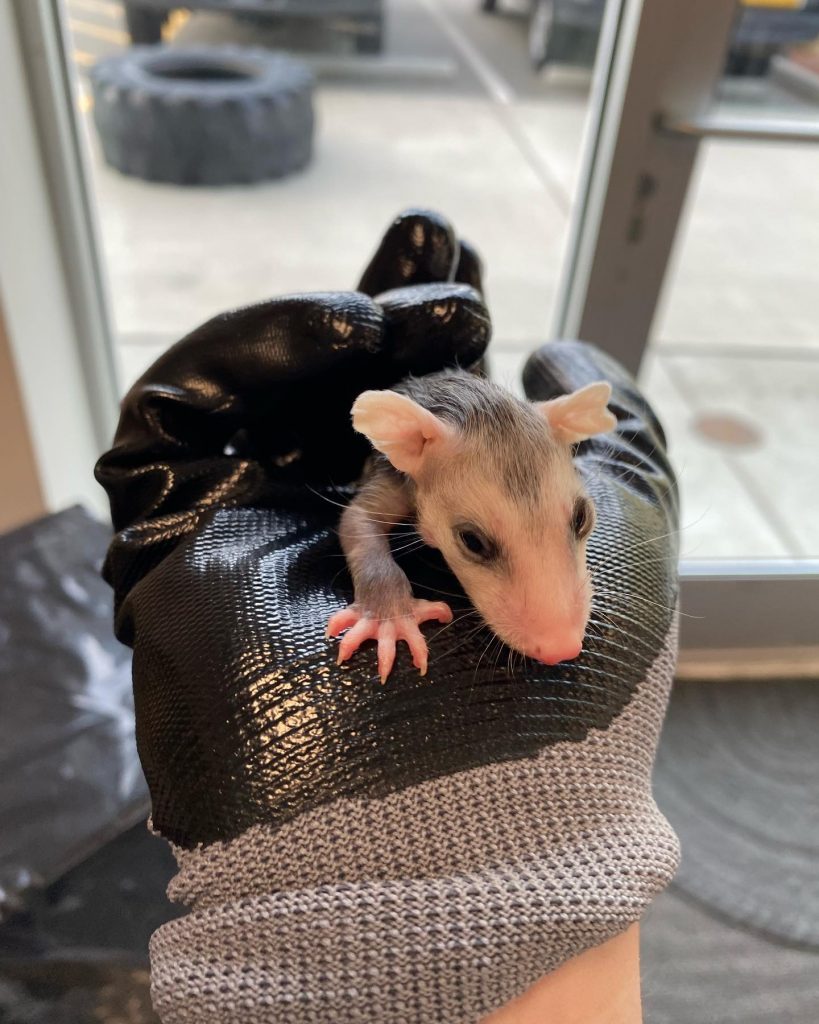 baby opossum joey