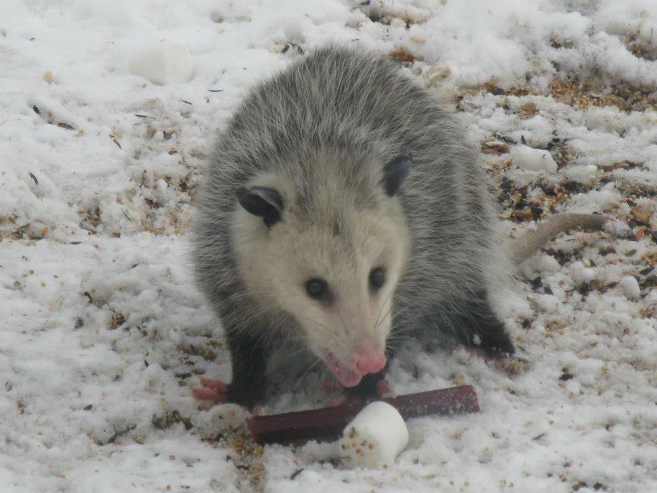 opossum in snow