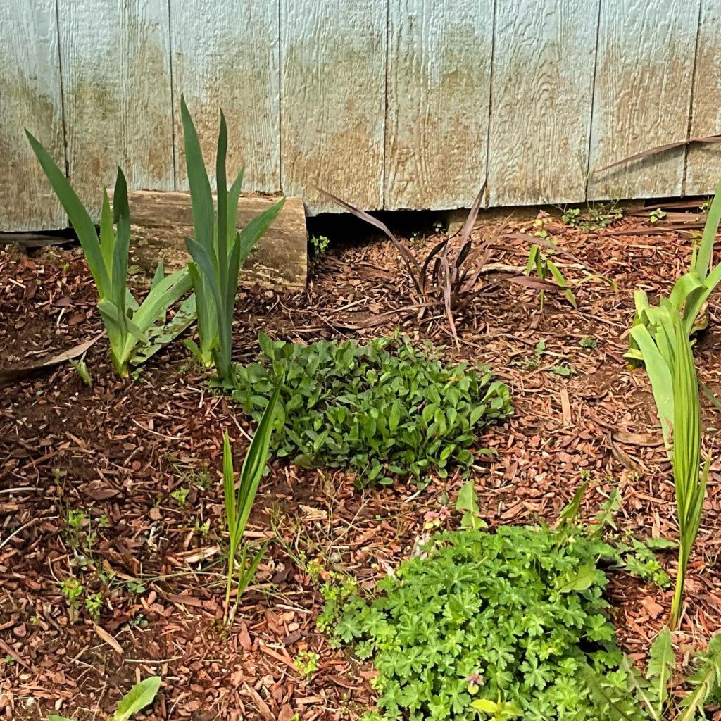 opossum hole under house